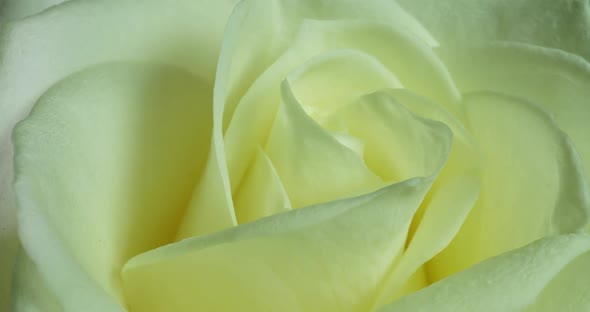 White Rose Bloom in Time Lapse alt