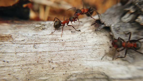 Big Red Ants in an Anthill in a Pine Forest alt