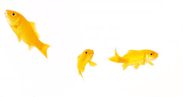 Group of Yellow Comet Goldfish On White Background Footage