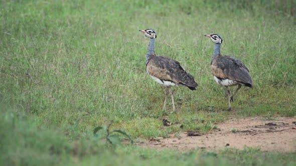 Two Kori Bustard Standing And Walking In the Grassy Field In El Karama Lodge In Kenya - Close Up sho alt