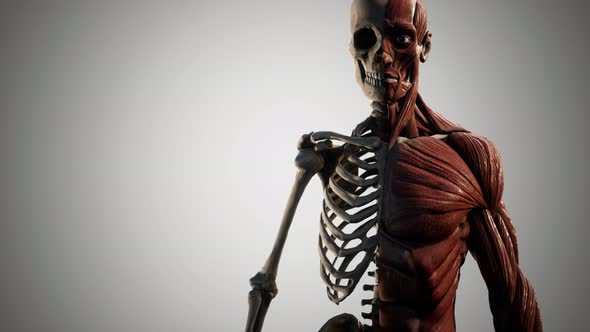 Muscular and Skeletal System of Human Body