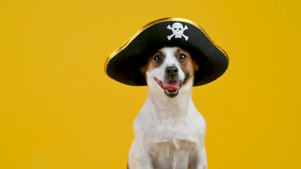 Portrait of a funny Jack Russell Terrier dog in a pirate hat on a yellow background