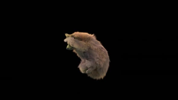 136 Bear Dancing HD alt