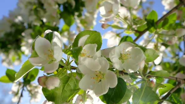 Flowering on the Branches of an Apple Tree