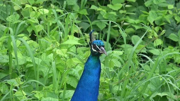 Head shot of a wild male peacock 