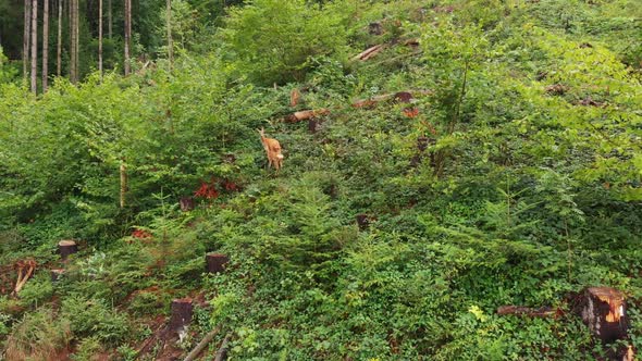 Aerial Drone Shot of Roe Deers Walking on the Forest Edge