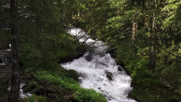 Mountain River Flowing Over the Rocks Between the Trees in Dense Forest alt