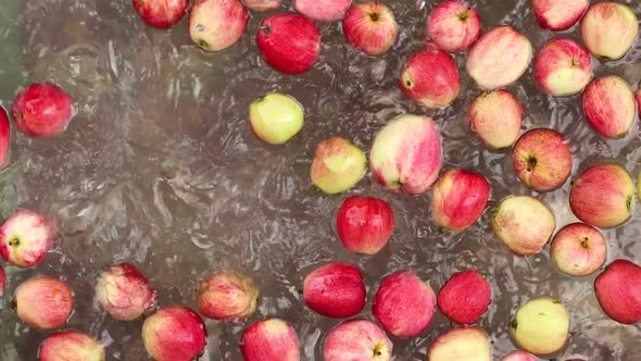 Apples in Water. Slow Motion 4x. Top View.