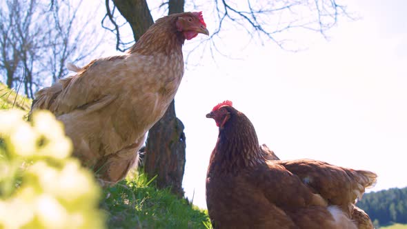 Low Angle View of Chicken on Green Meadow Pasture in Free Range Organic Farm alt