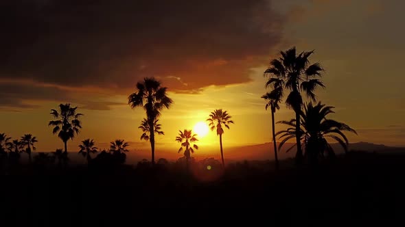 Aerial Of Palm Trees And The Sunset alt