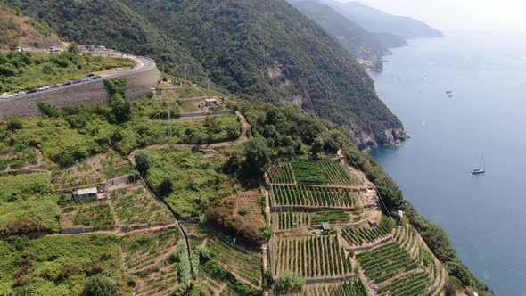 Vines on the hills in Monterosso al Mare town, Cinque Terre, Italy alt