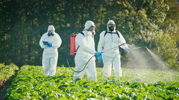 A Group of Farmers in Protective Suits and Respirators Spray the Plants with Chemicals alt