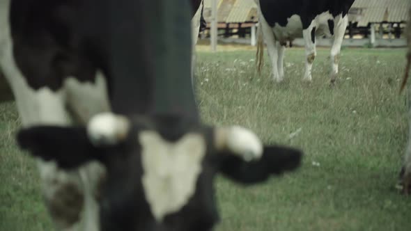 Cows on a Pasture Farm alt