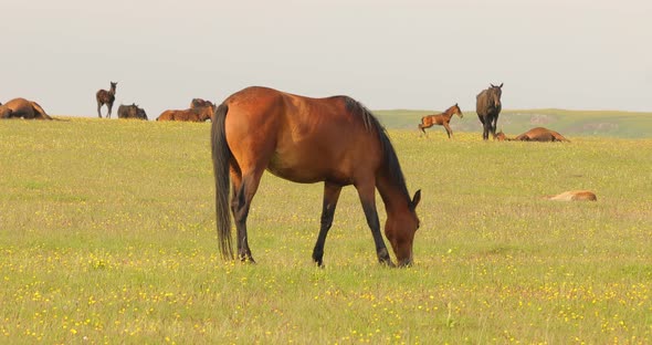 Horses Grazing on a Green Meadow in a Mountain Landscape alt