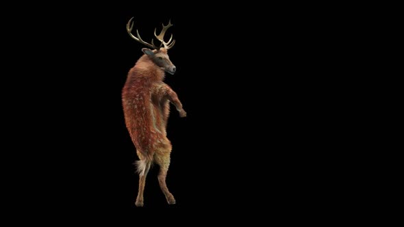 51 Deer Dancing HD alt