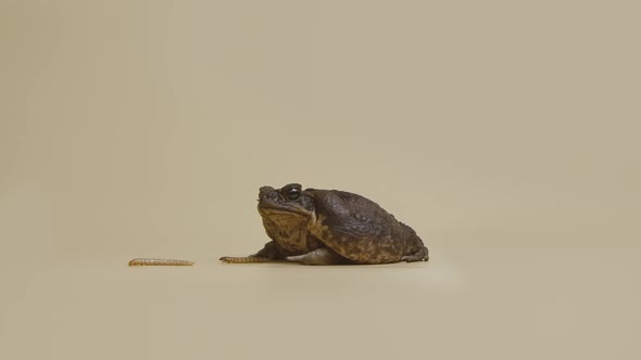 Cane Toad Bufo Marinus Sitting Near the Larvae on a Beige Background in the Studio alt