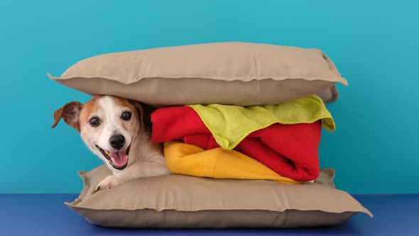 burger dog bed