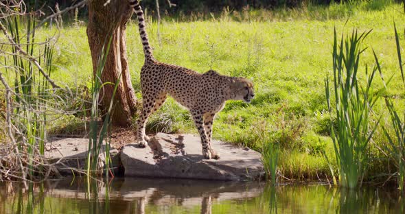 Adult Cheetah Walking and Then Peeing on a Tree Near the Water