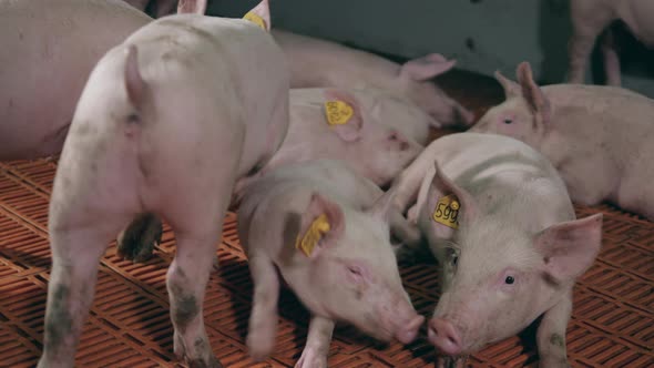 Chipped Pigs Are Lying on the Floor at the Farm alt