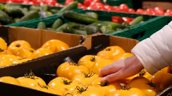 Female Hand Chooses Yellow Tomatoes From a Box at the Market alt