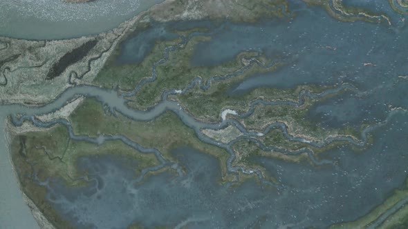 Aerial view of birds flock over Scheldt river , The Netherlands. alt