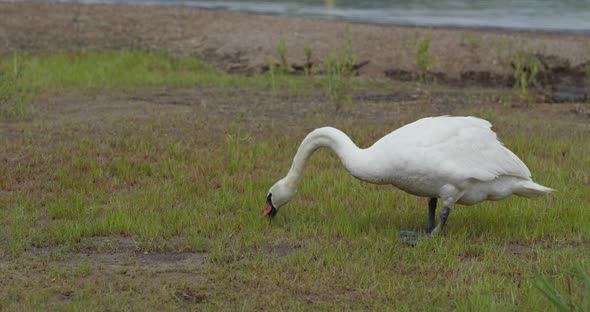 Swan Eat Grass on The Grass alt