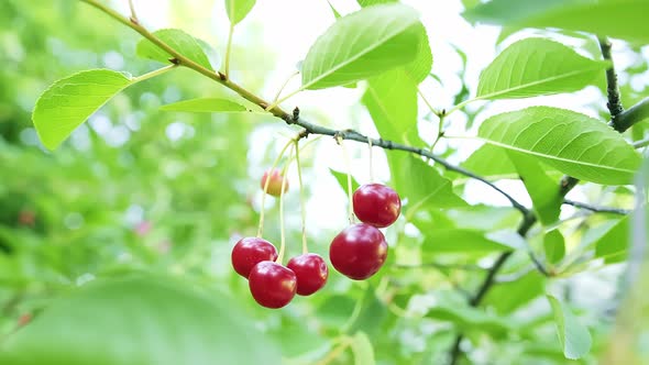 Macro of Red and Ripe Cherry Fruits Growing on a Tree Branch in a Cluster