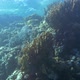 Coral Reef near the Water Surface - VideoHive Item for Sale