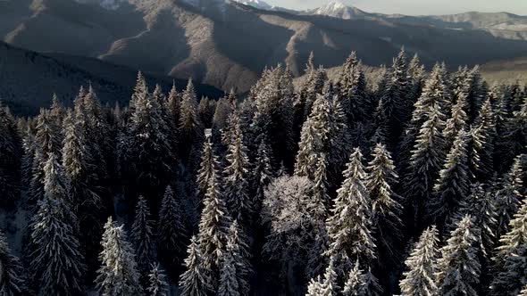 Drone Circle Around Snow Covered Pine Forest