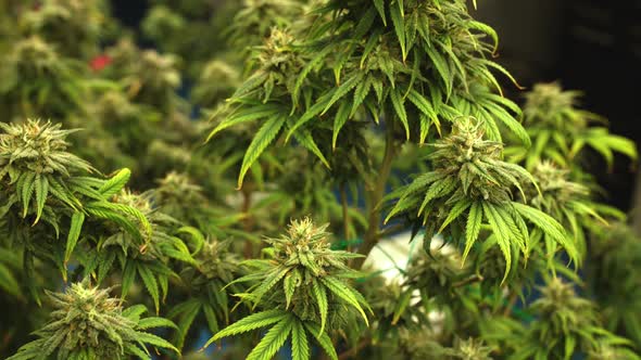 Cannabis Plant in Curative Cannabis Weed Farm for Medical Cannabis Product alt