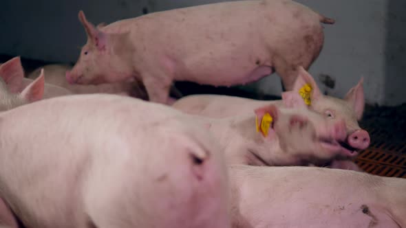 Chipped Pigs are Playing in the Pig Farm Yard alt