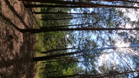 Vertical Video of a Forest with Pine Trees on a Summer Day alt