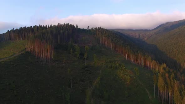 Deforestation. Aerial drone view of forest destroyed in Ukraine