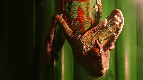 Yemeni chameleon wiggles his eyes in slow motion.