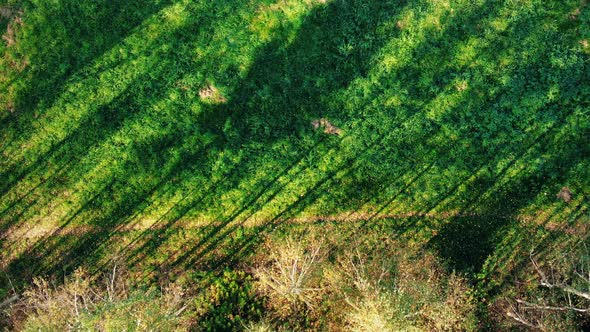 Aerial Top View Over Straight Road With in Colorful Countryside Autumn Forest. Aerial View Above Roa alt