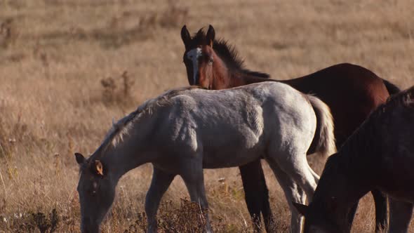 Horse calf grazing eye contact alt