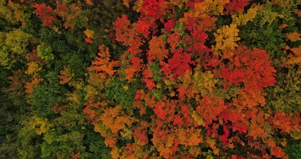 Bright Autumn Forest