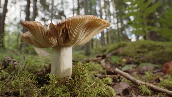 A Russula Cerolens mushroom growing in a Swedish forest alt