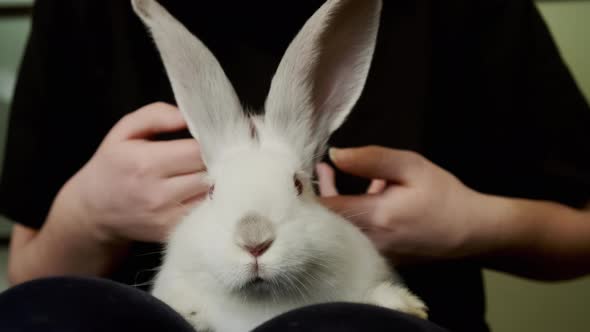 Young Girl Sits on Chair and Stroke White Rabbit at Home Close Up alt