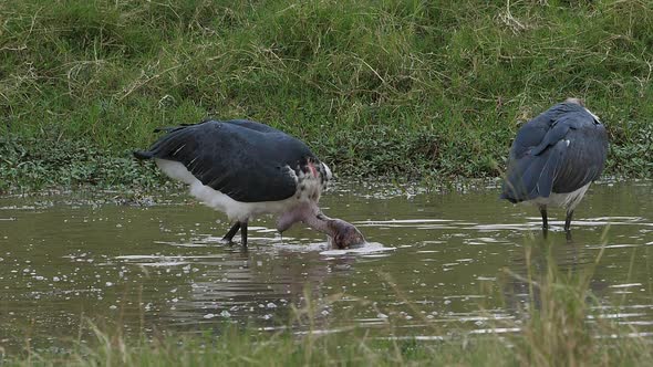 Marabou Stork, leptoptilos crumeniferus, Group Fishing at the Water Hole, Masai Mara Park in Kenya alt