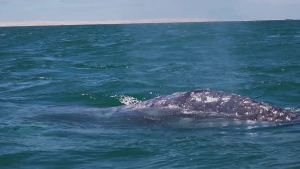 Grey Whale Swim in Sea with Breath