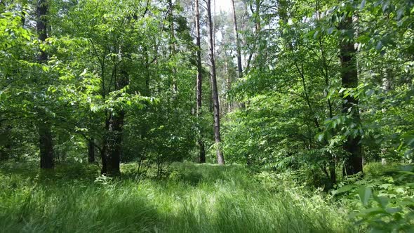Trees in the Forest By Summer Day alt