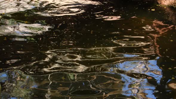 Hippos Playing in the River of a Zoo alt