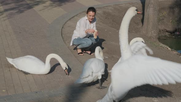 Feed the swans in the park. alt