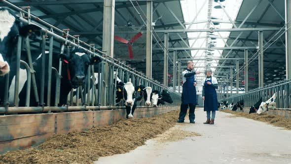 Two Cowhouse Workers are Talking Next to the Cows alt