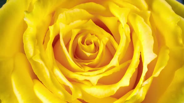 Yellow rose opening blossom in time lapse alt