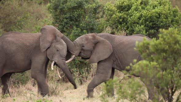 Male Elephants Testing Each Other