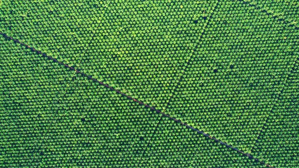 Drone is flying over young oil palm trees in plantation alt