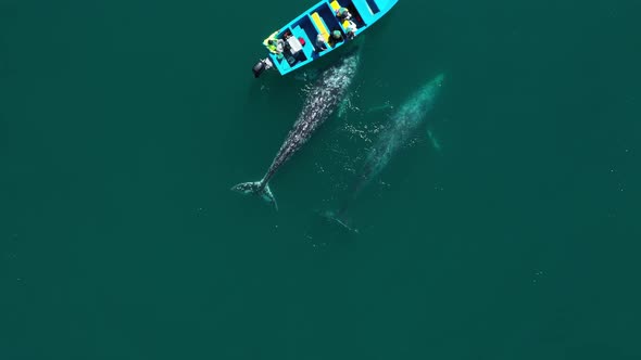 Bird Eye View of Two Whales Near Small Boat