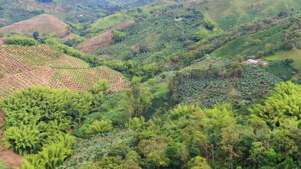 Leemon And Coffee alt